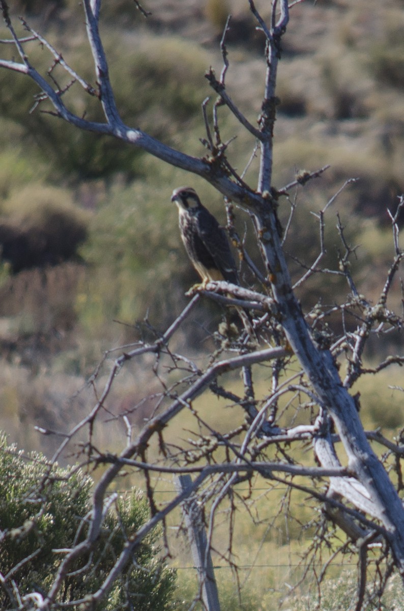 Aplomado Falcon - ML630688684