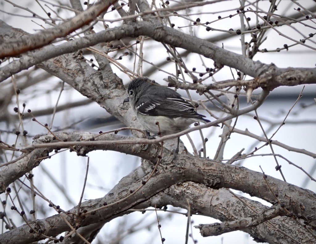 blyvireo - ML630688740