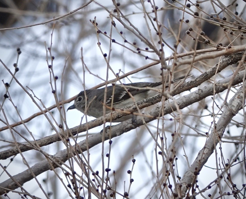blyvireo - ML630688741