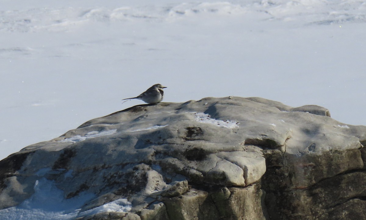 White Wagtail - ML630688861