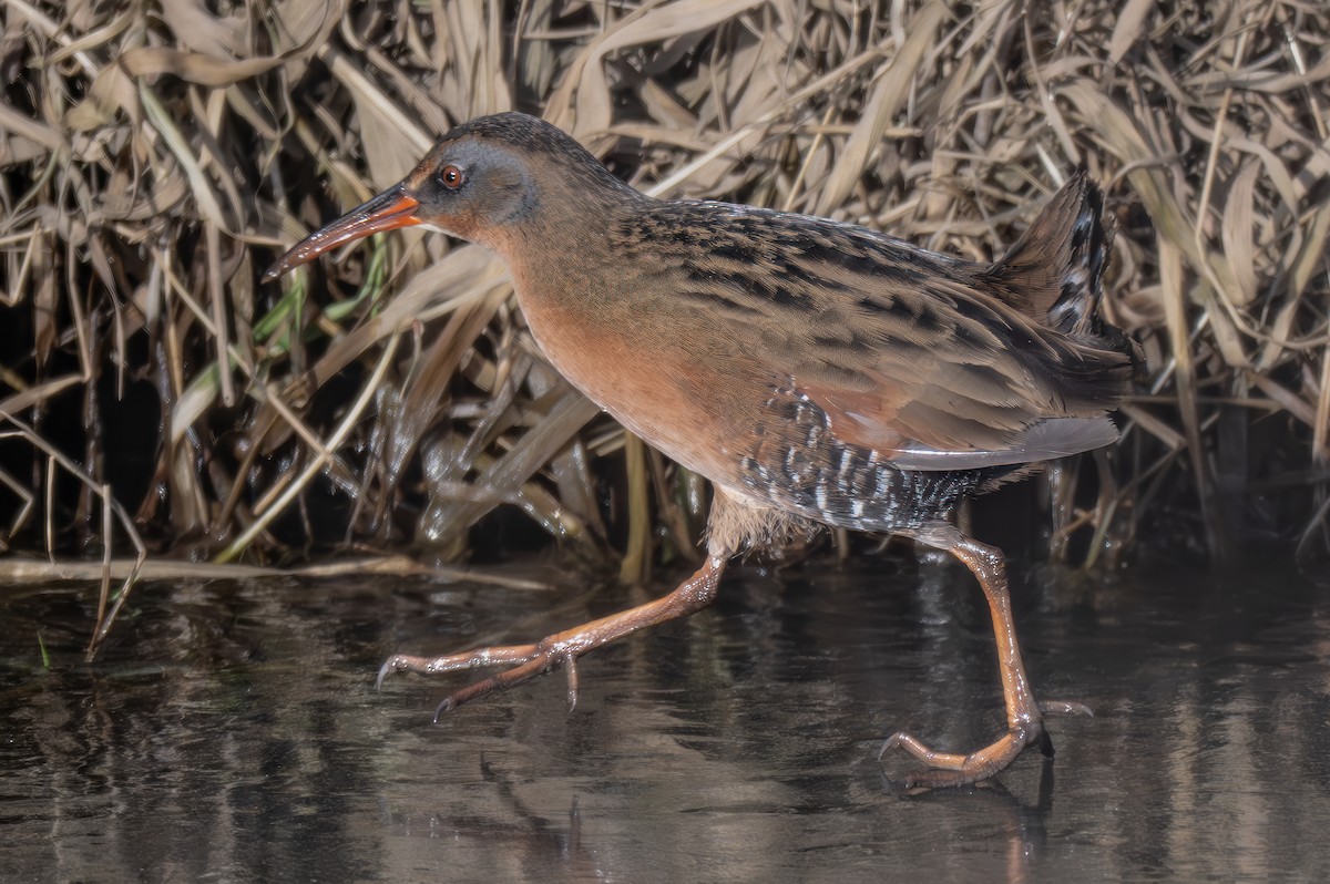 Virginia Rail - ML630688909