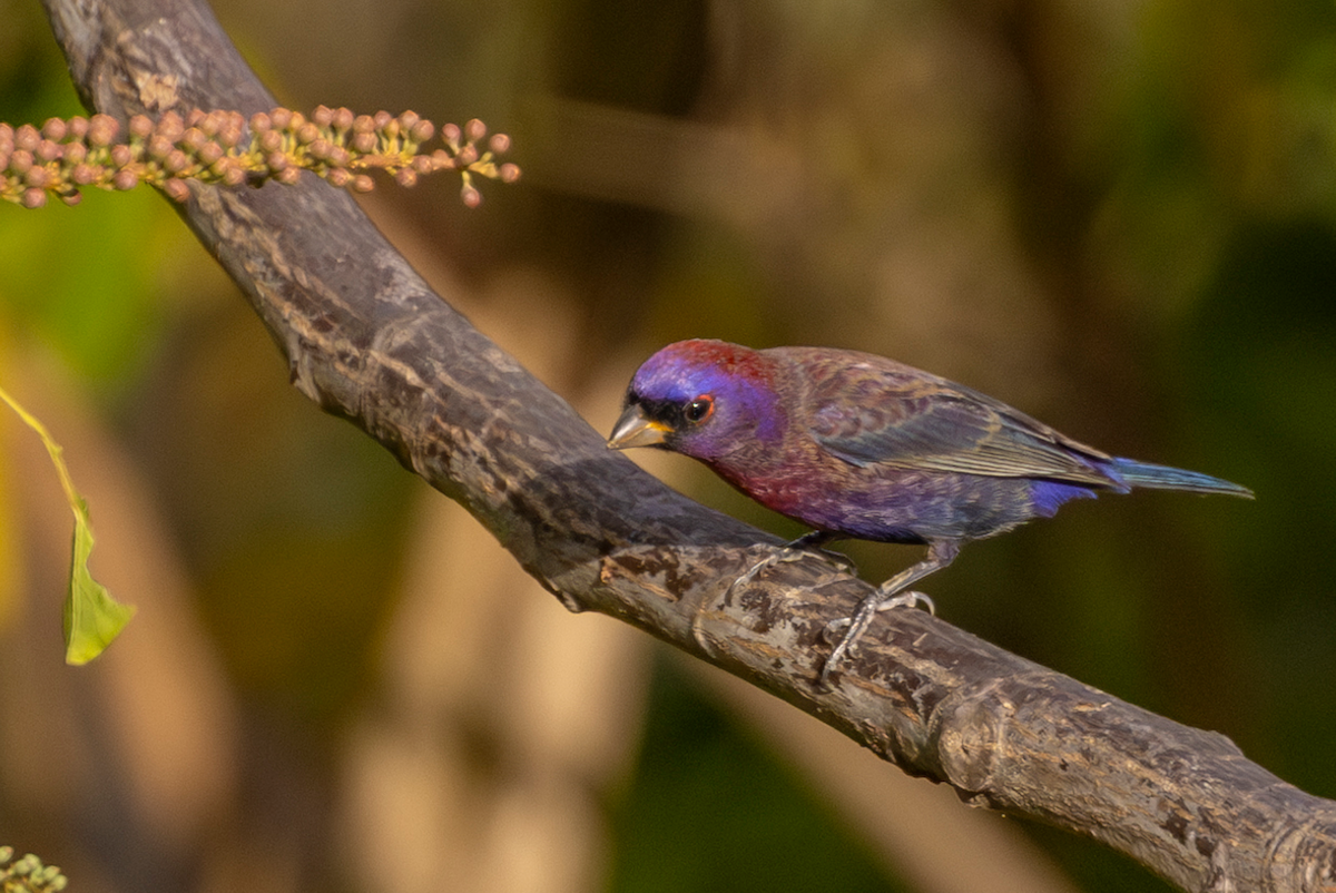 Vielfarbenfink - ML630689072