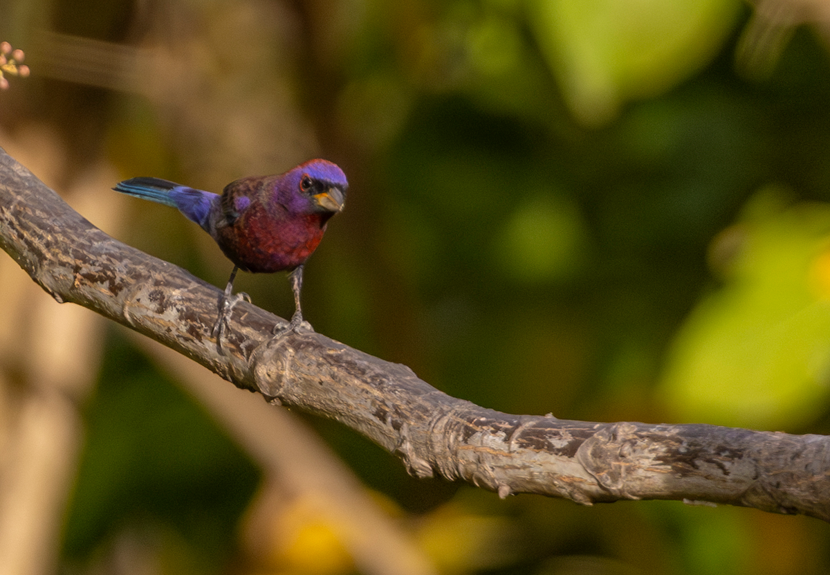 Vielfarbenfink - ML630689073