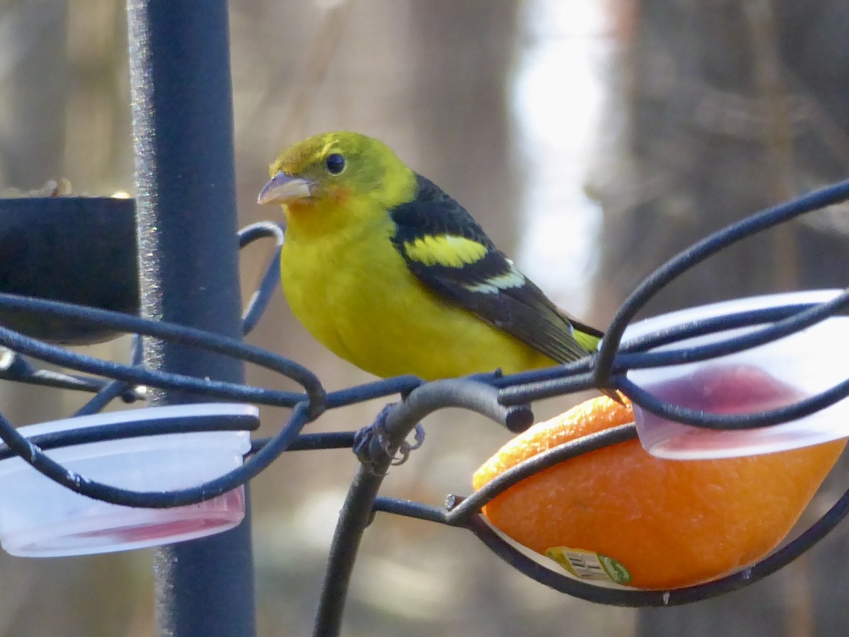 Western Tanager - ML630689330