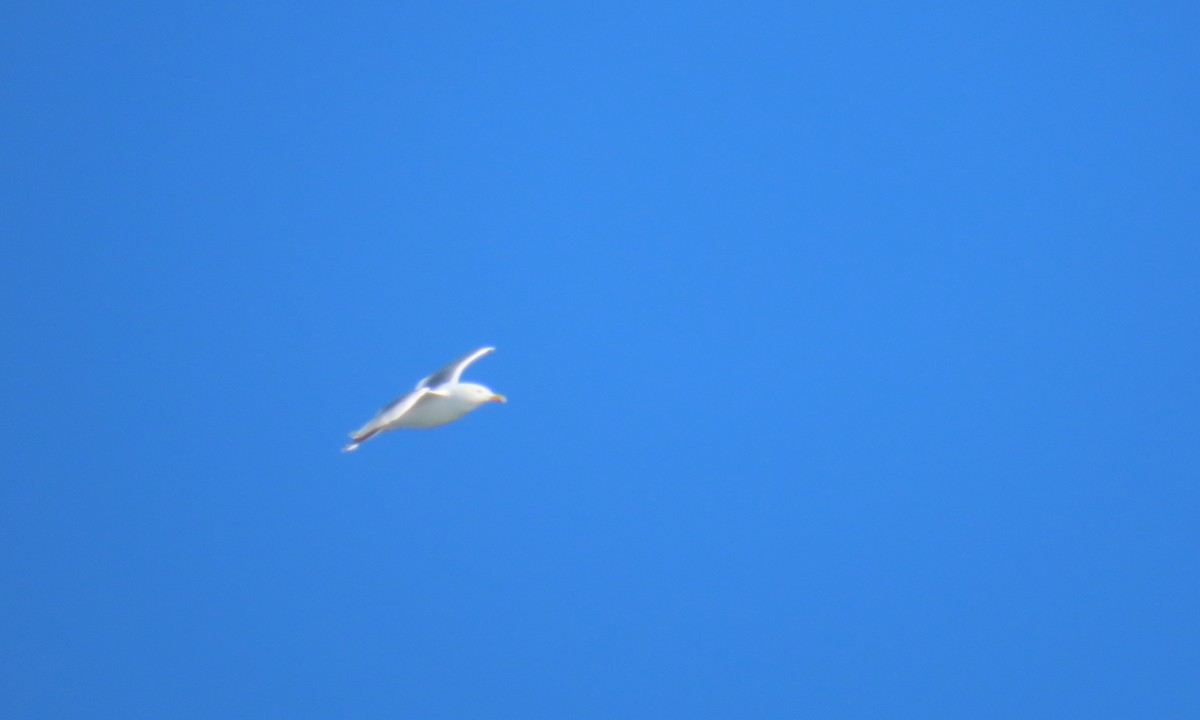 American Herring Gull - ML630689718