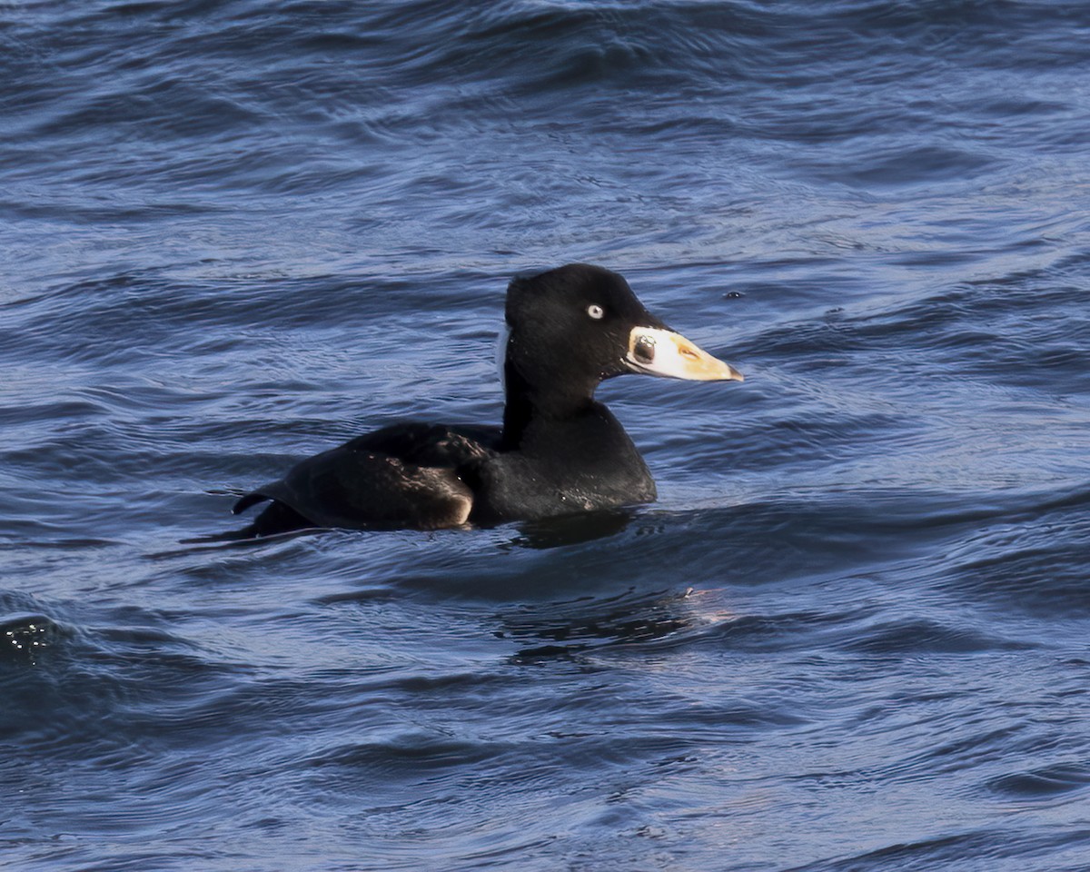 Surf Scoter - ML630689784