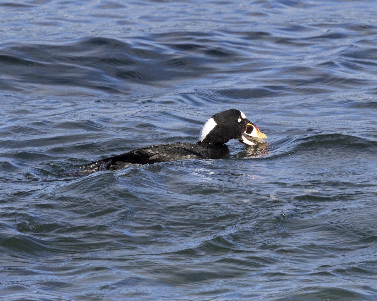 Surf Scoter - ML630689793