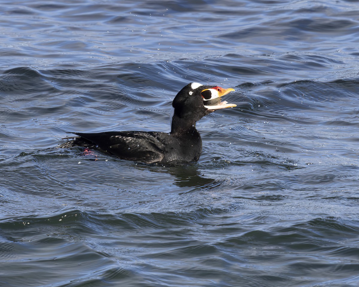 Surf Scoter - ML630689795