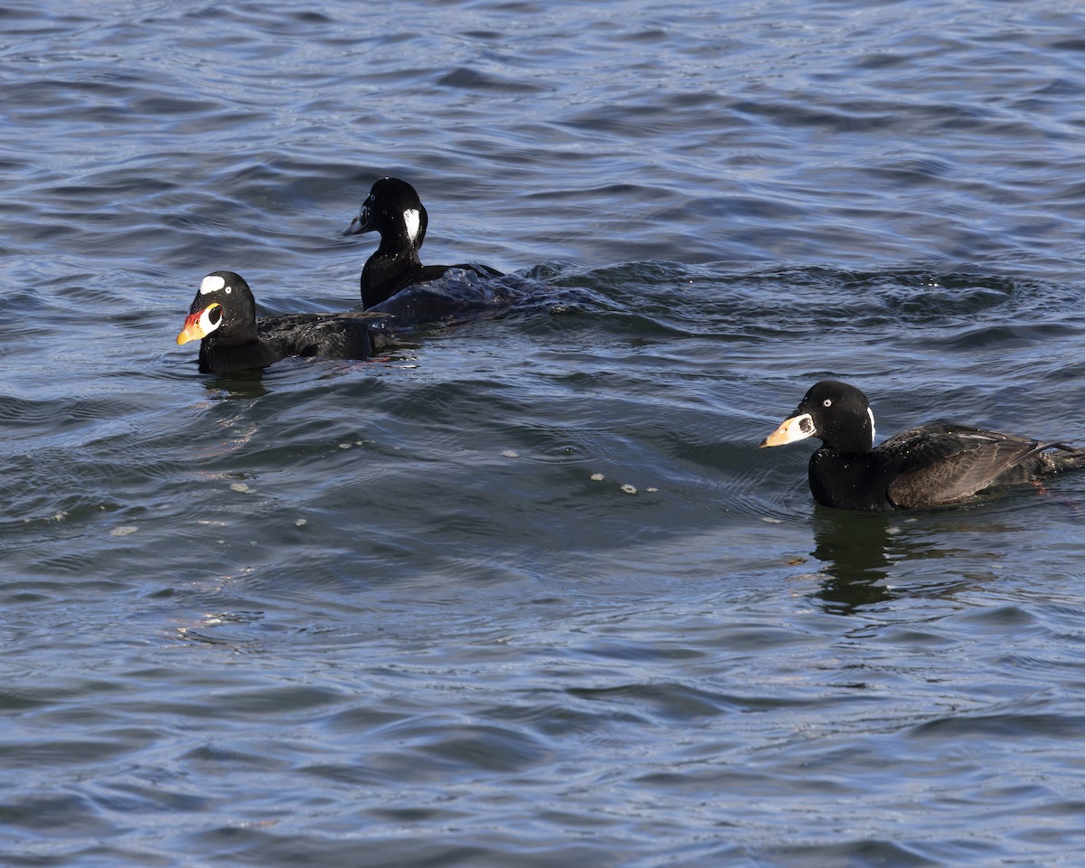 Surf Scoter - ML630689797