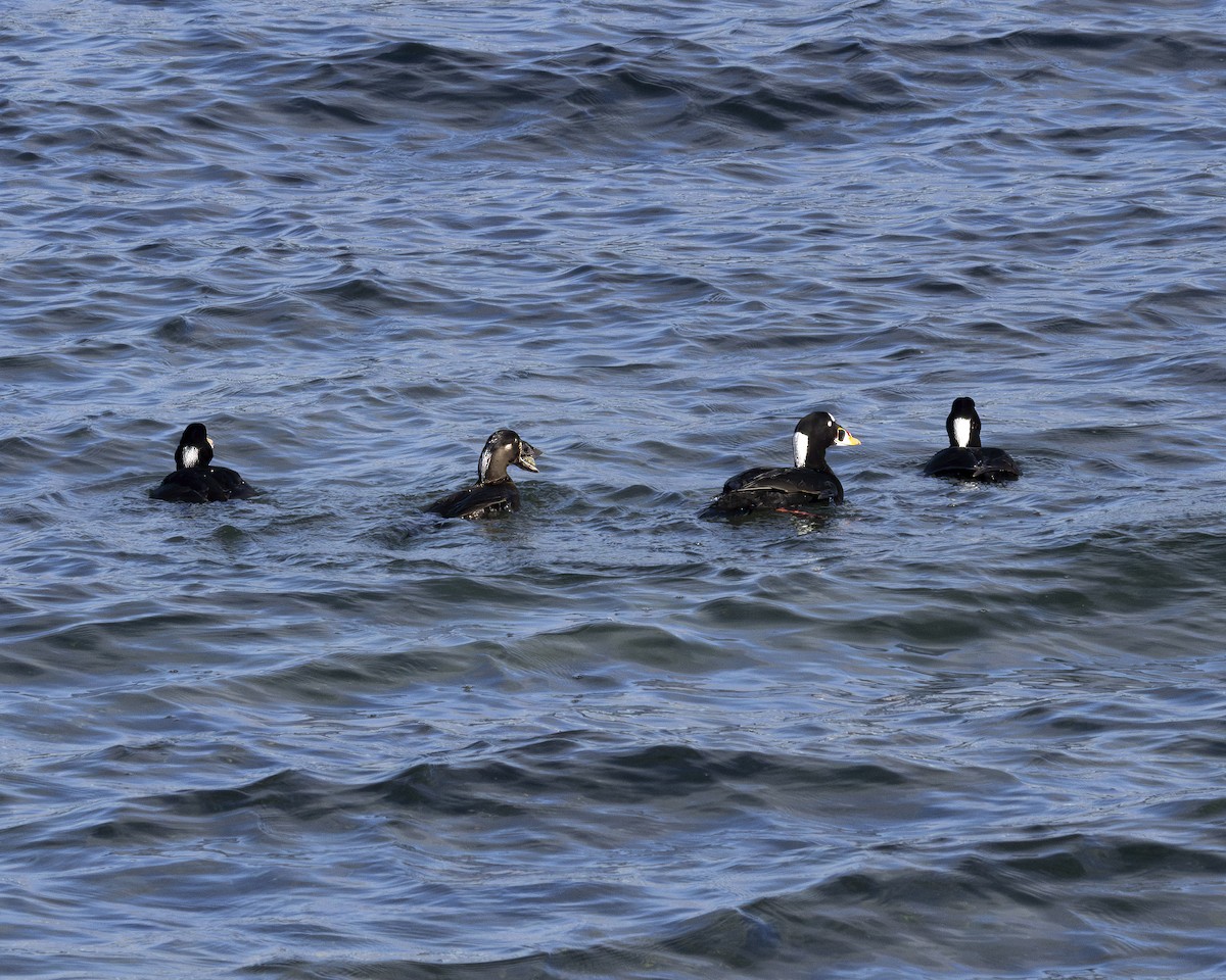 Surf Scoter - ML630689800