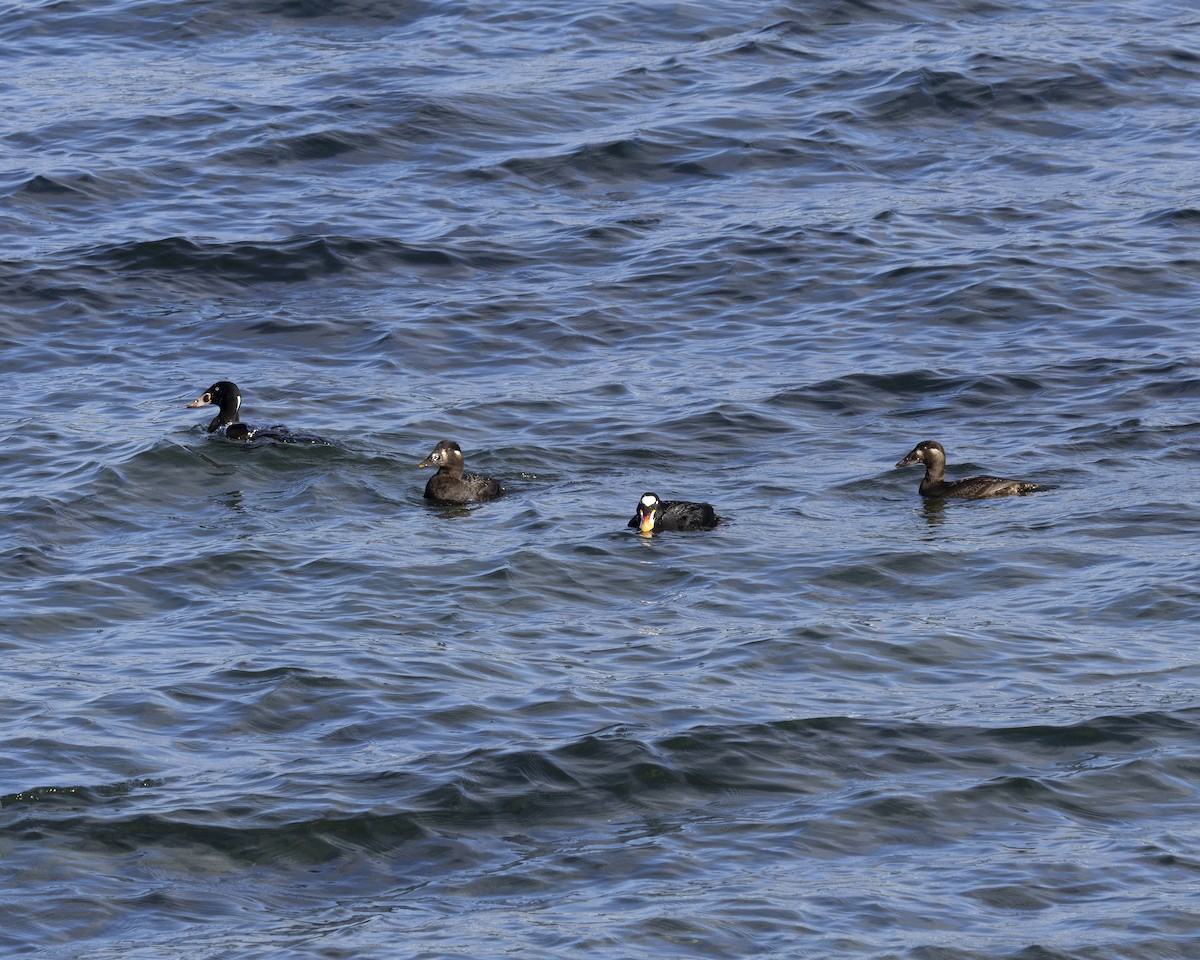 Surf Scoter - ML630689806
