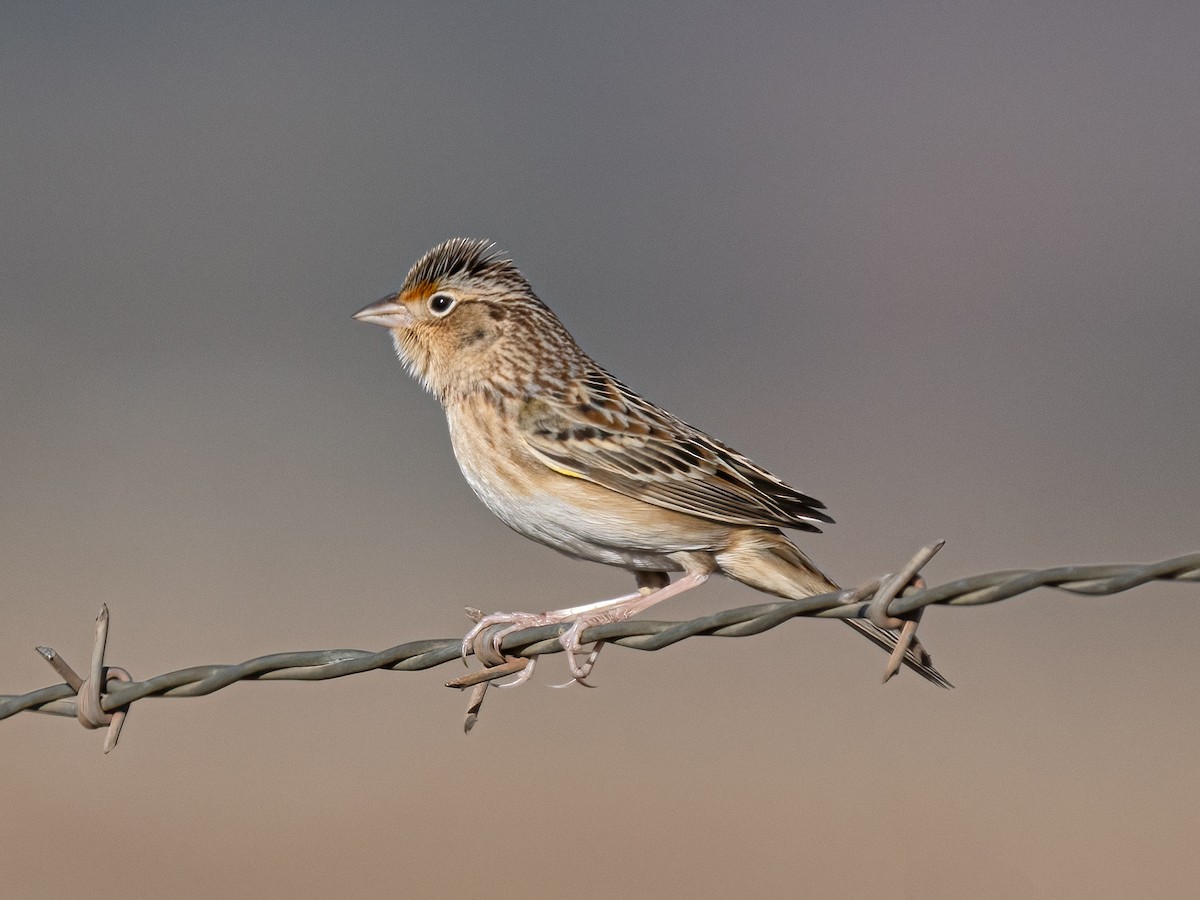 Grasshopper Sparrow - ML630689807