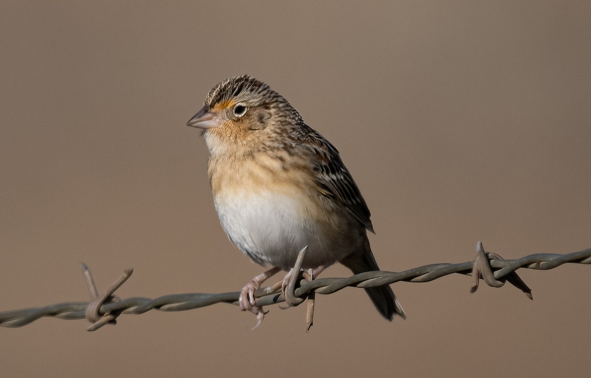 Grasshopper Sparrow - ML630689808