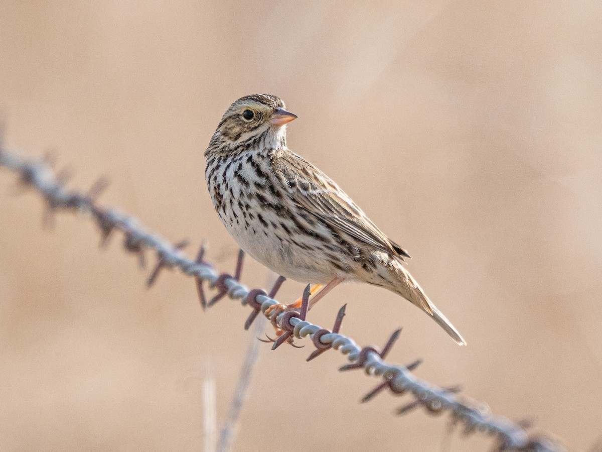 Savannah Sparrow - ML630689823