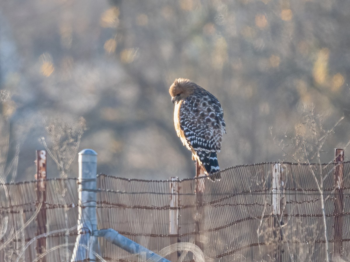 Red-shouldered Hawk - ML630689833