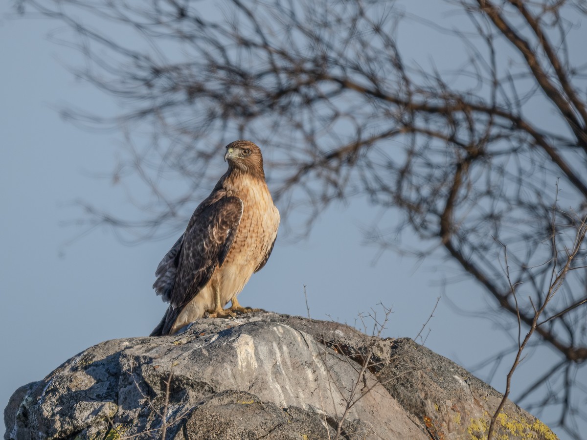 Red-tailed Hawk - ML630689843