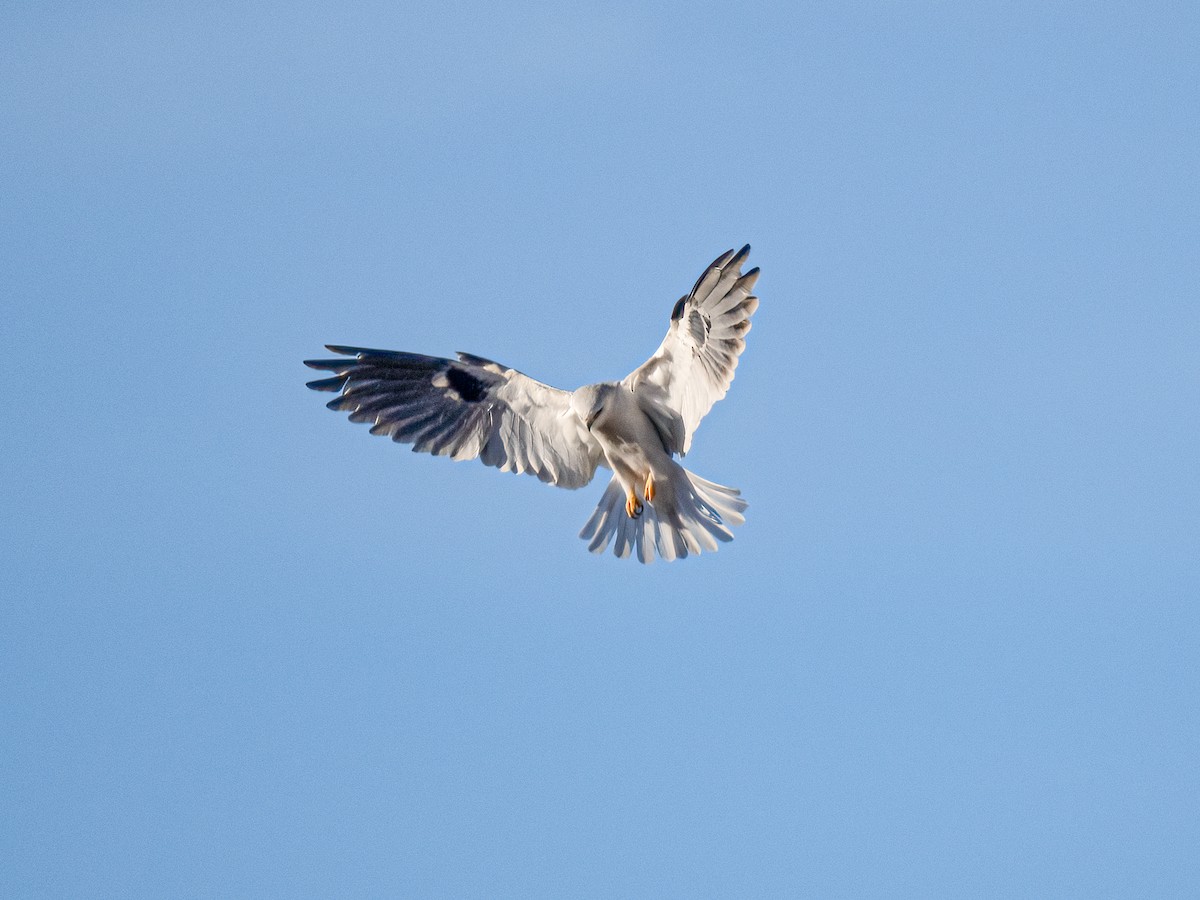 White-tailed Kite - ML630689862