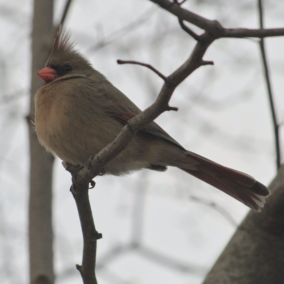 Northern Cardinal - ML630689951
