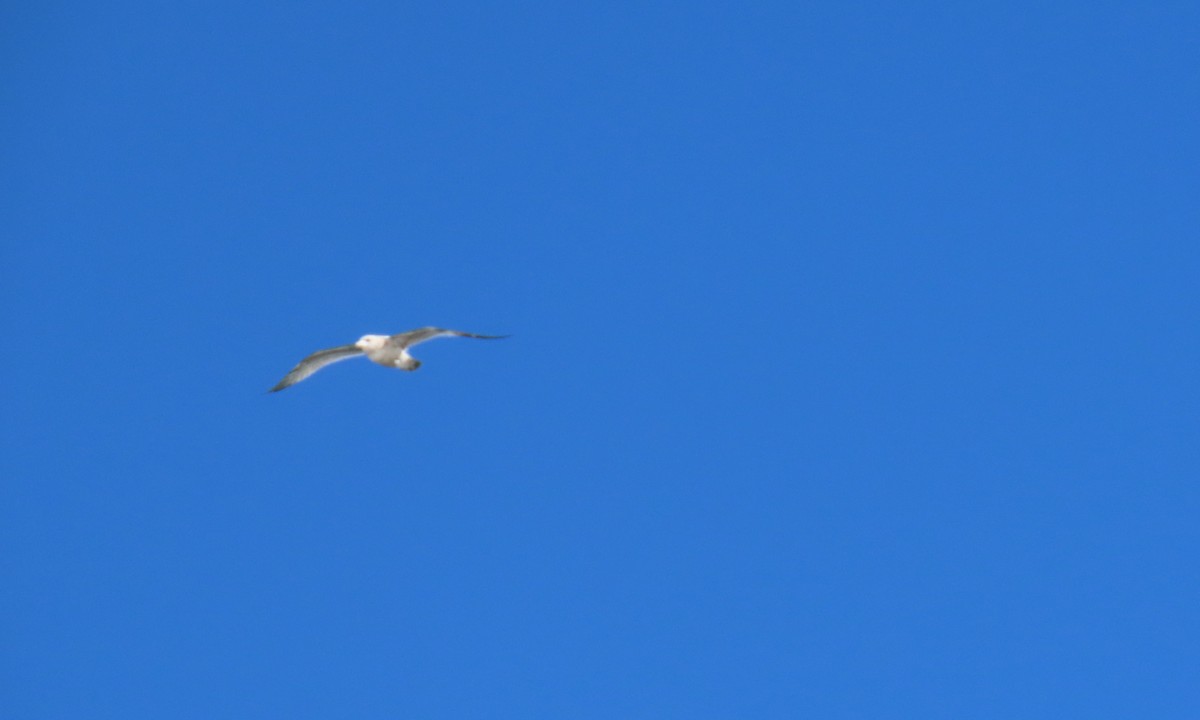 American Herring Gull - ML630690046