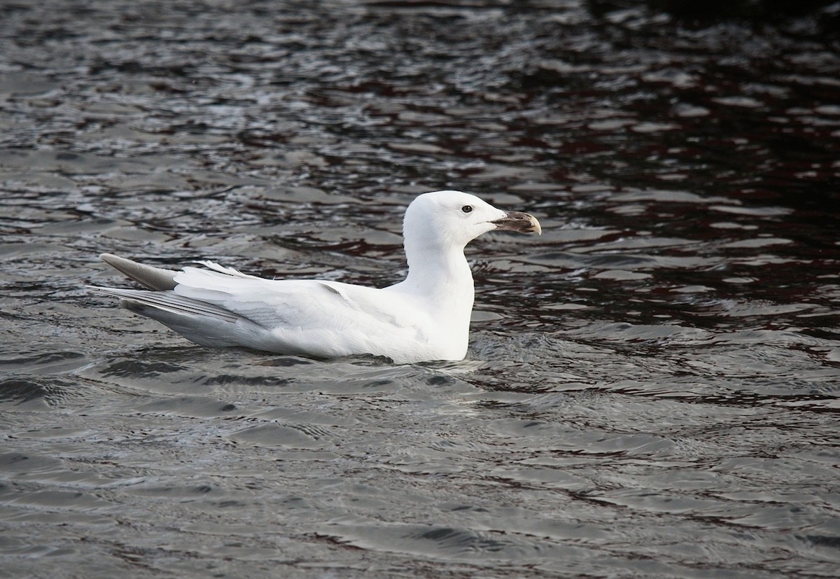 Great Black-backed Gull - ML630690283