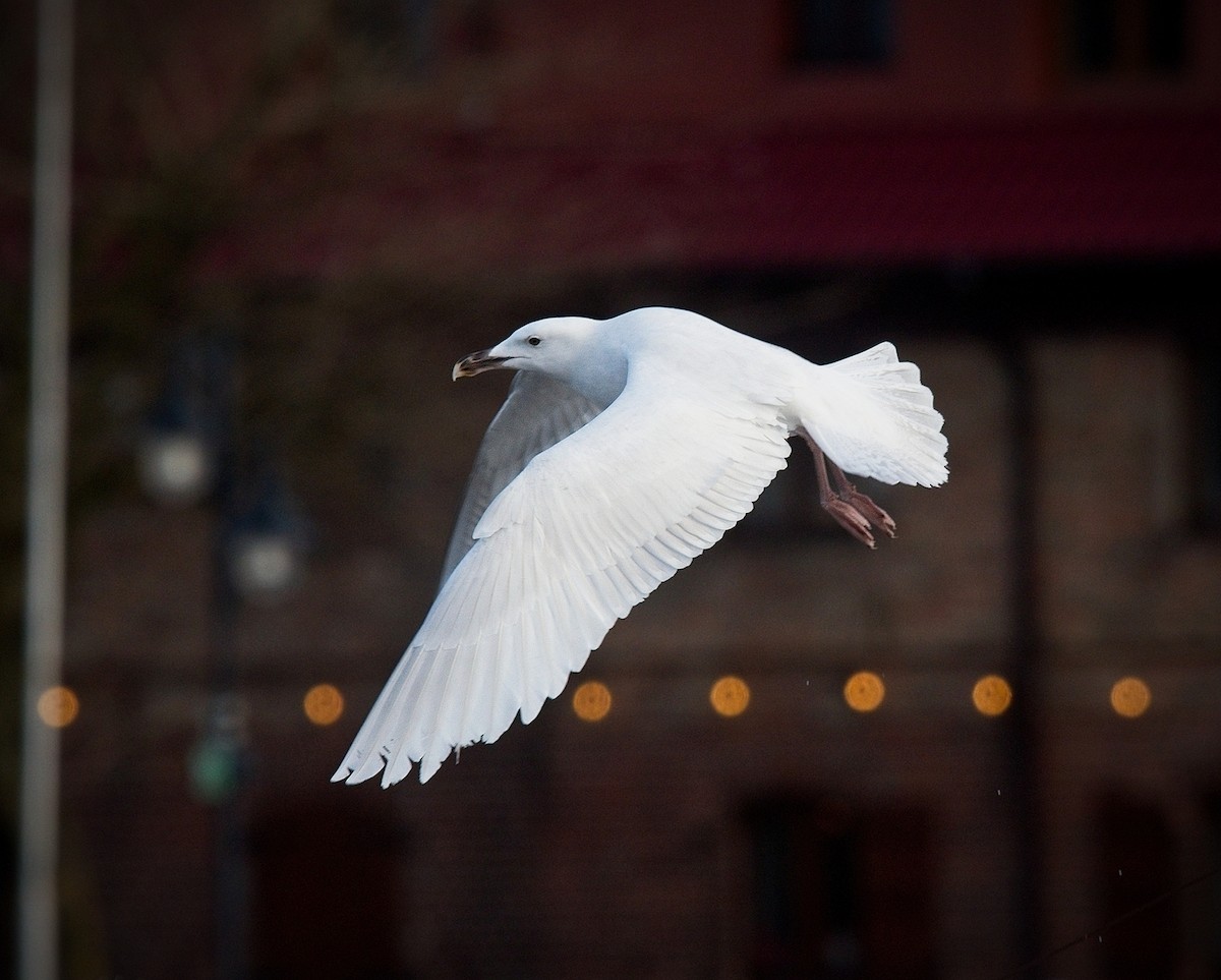 Great Black-backed Gull - ML630690286