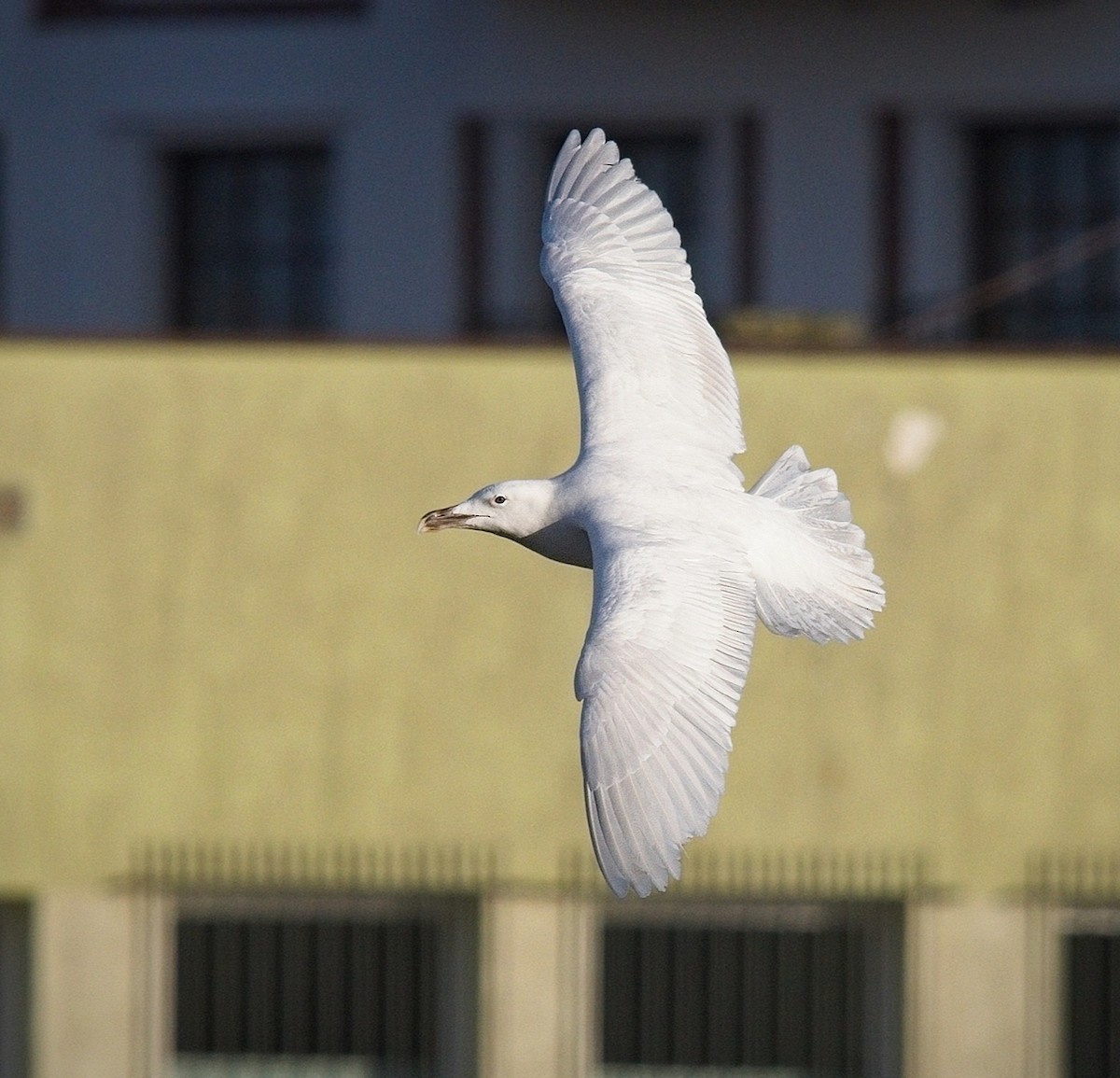 Great Black-backed Gull - ML630690314