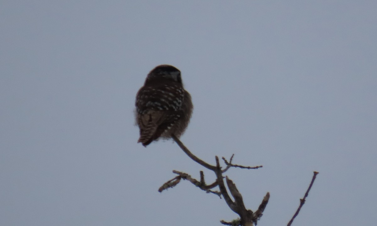 Northern Hawk Owl - ML630690438
