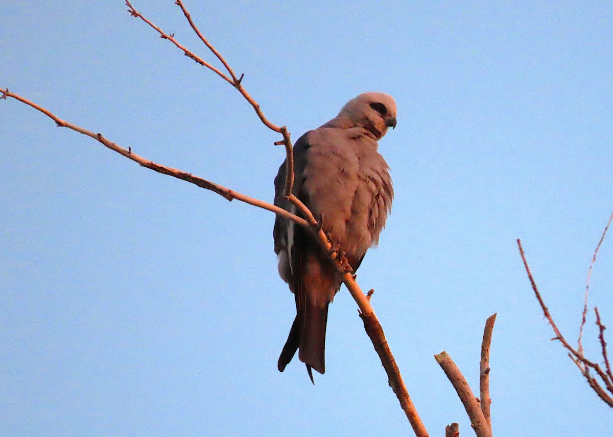 Mississippi Kite - ML630690487