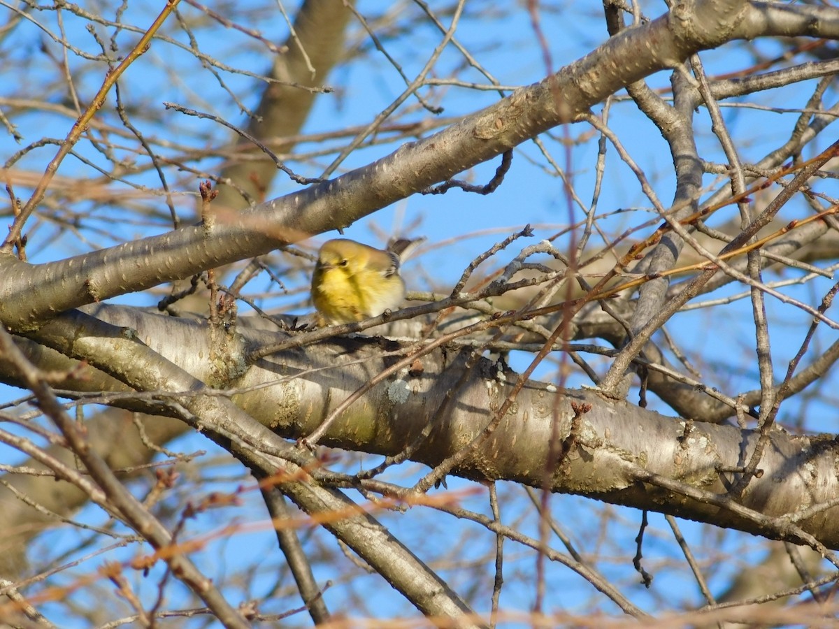 Pine Warbler - ML630690547