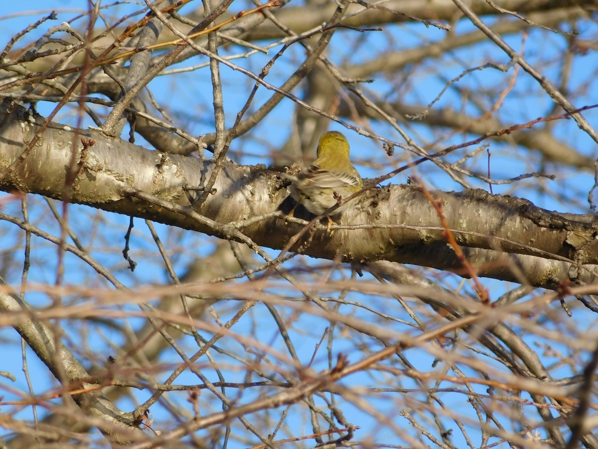 Pine Warbler - ML630690548