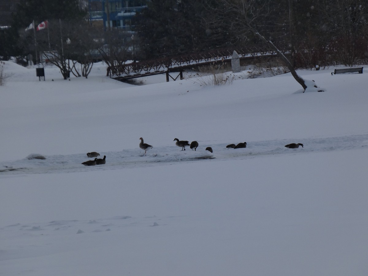 Graylag Goose (Domestic type) - ML630690722