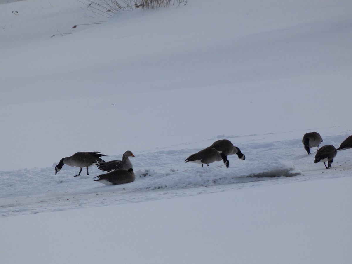 Graylag Goose (Domestic type) - ML630690725