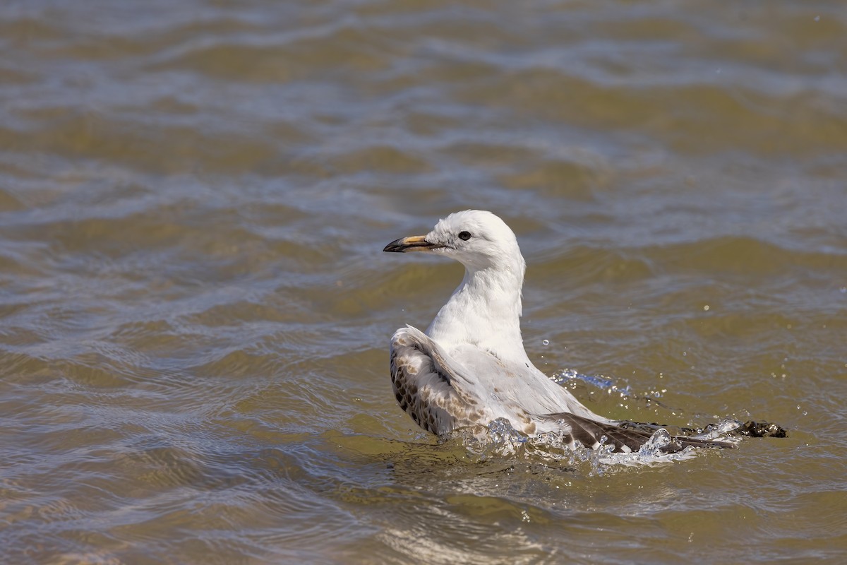 Silver Gull - ML630690754