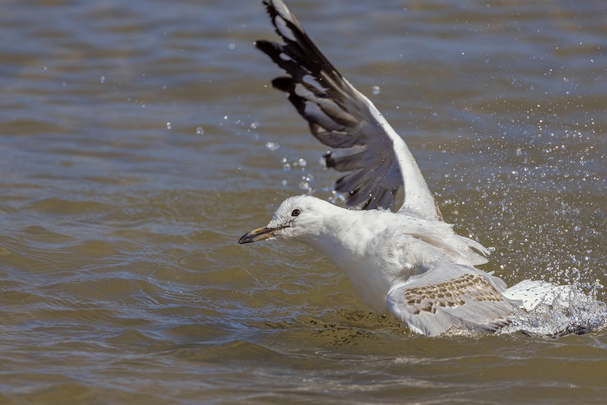 Silver Gull - ML630690755
