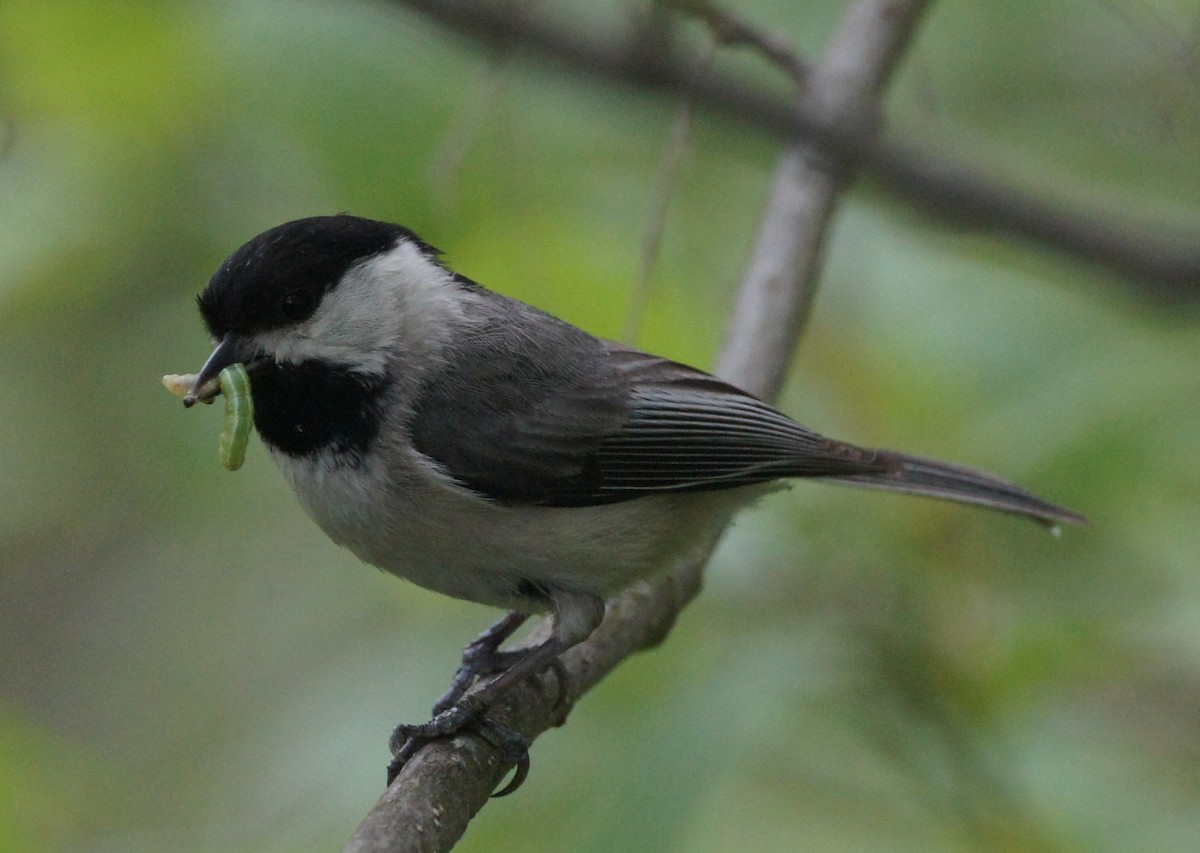 Carolina Chickadee - ML630690852