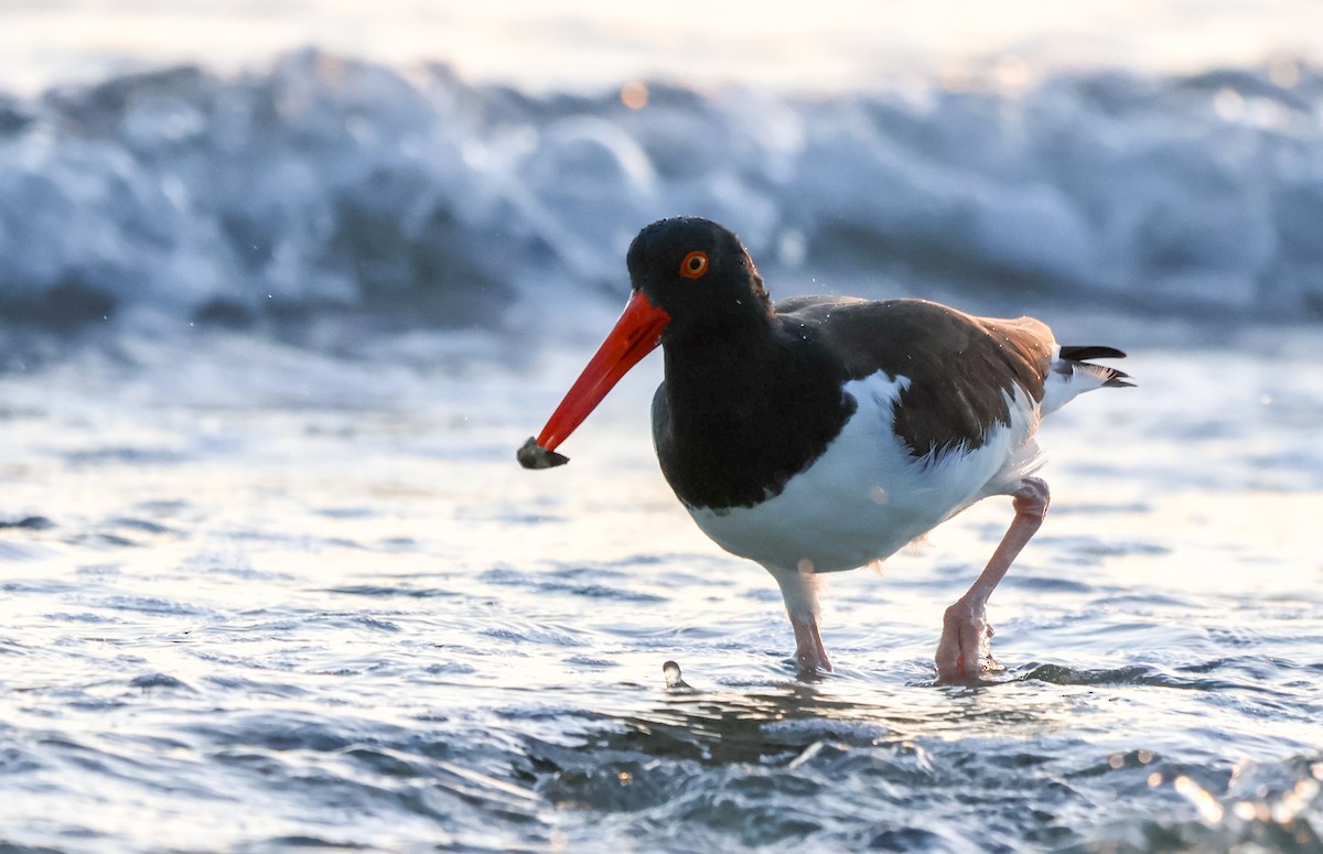 ústřičník americký - ML630690870