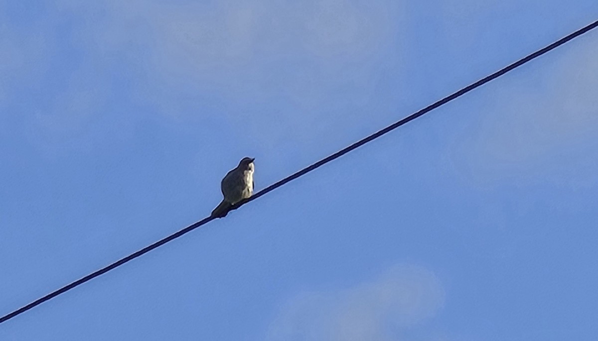 Northern Mockingbird - ML630690896