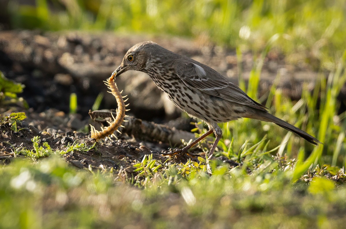 Sage Thrasher - Mark Elness