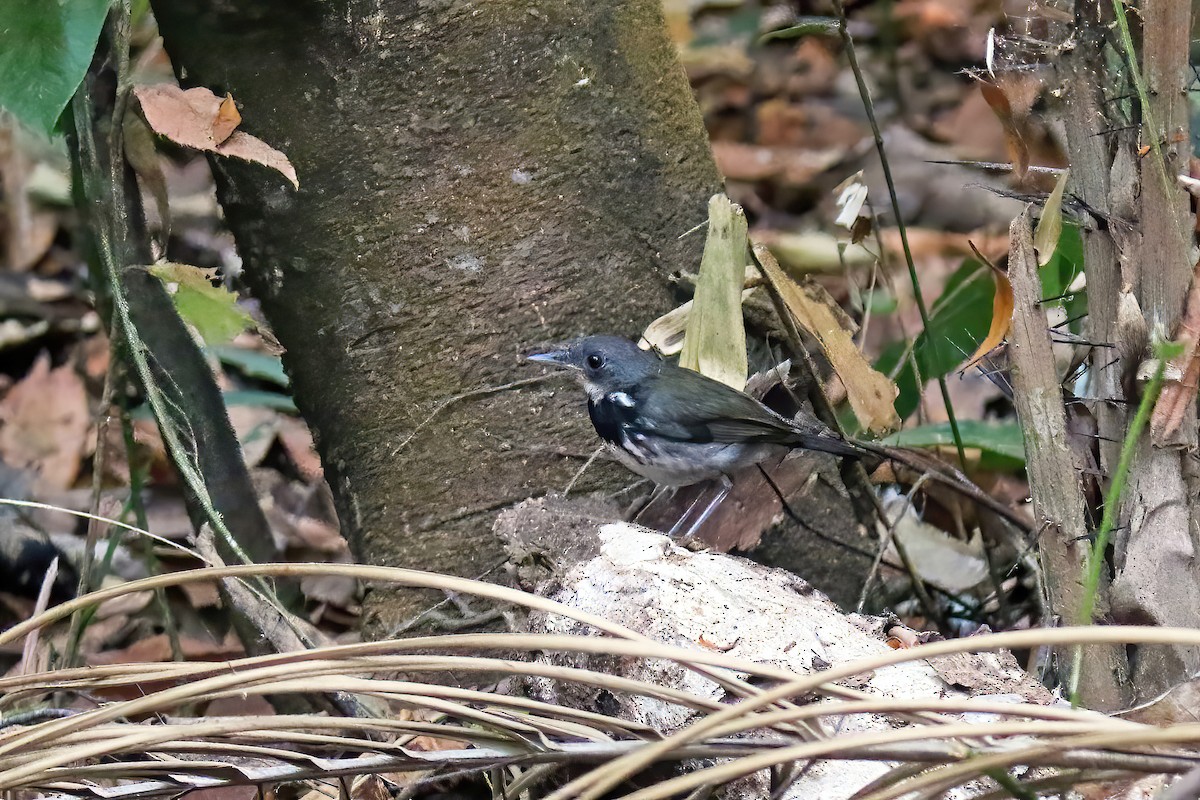 Ringed Antpipit - ML630691041