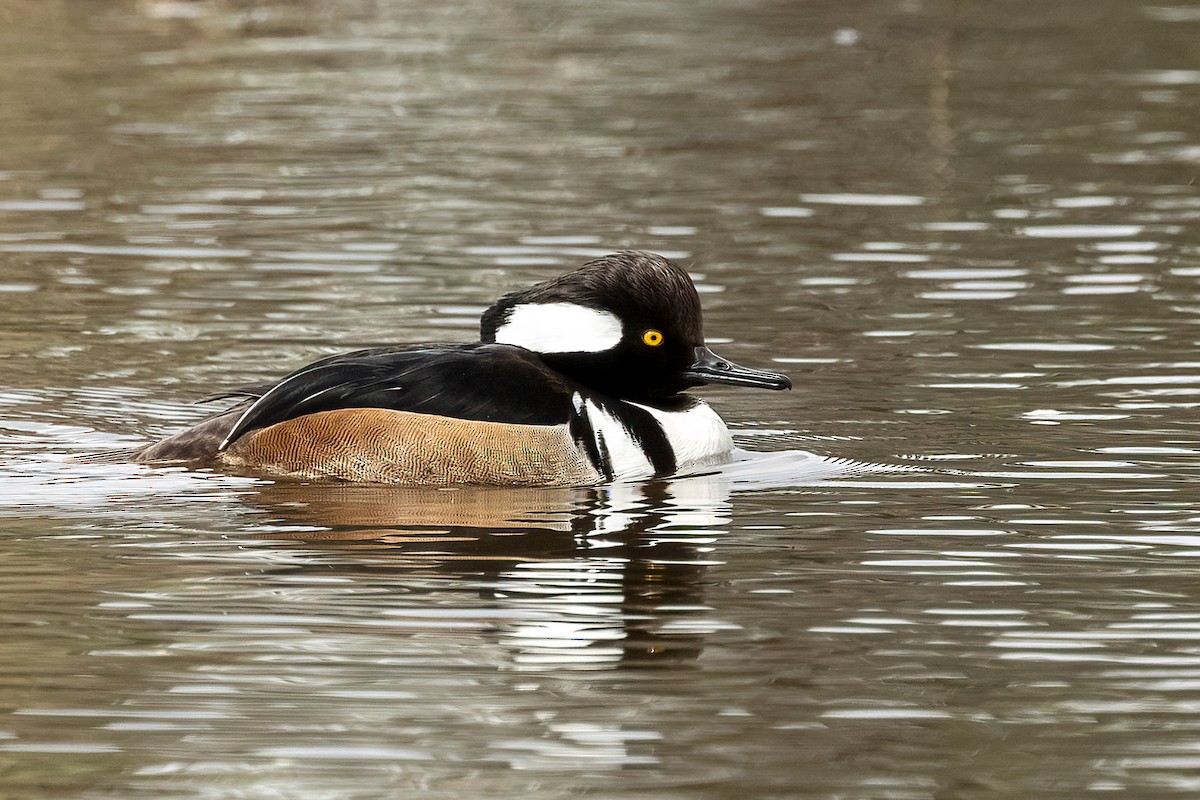 Hooded Merganser - ML630691311