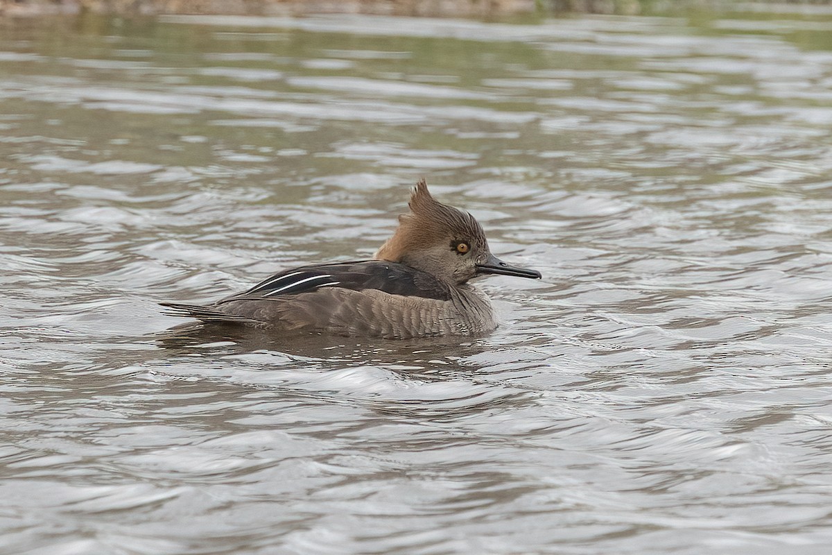 Hooded Merganser - ML630691312