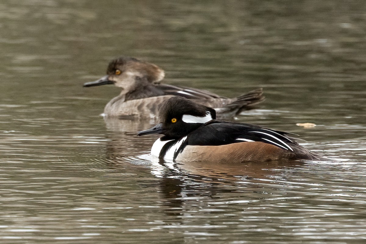 Hooded Merganser - ML630691313