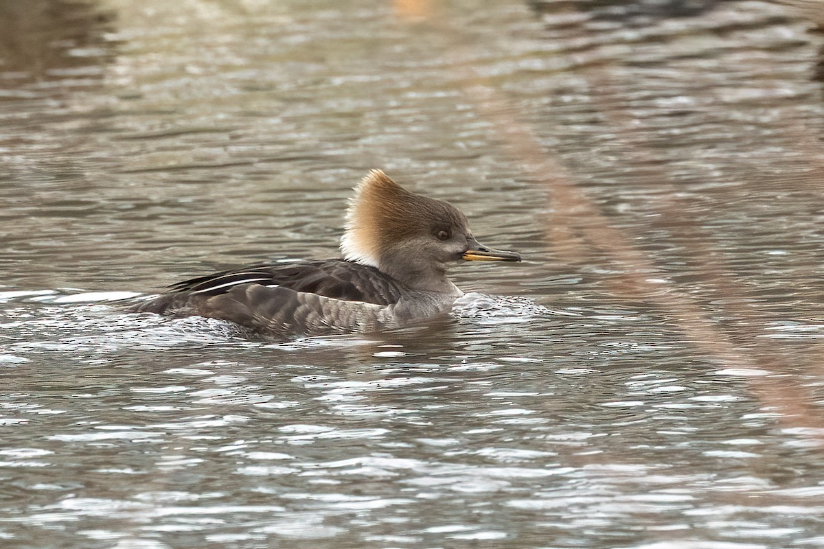 Hooded Merganser - ML630691314