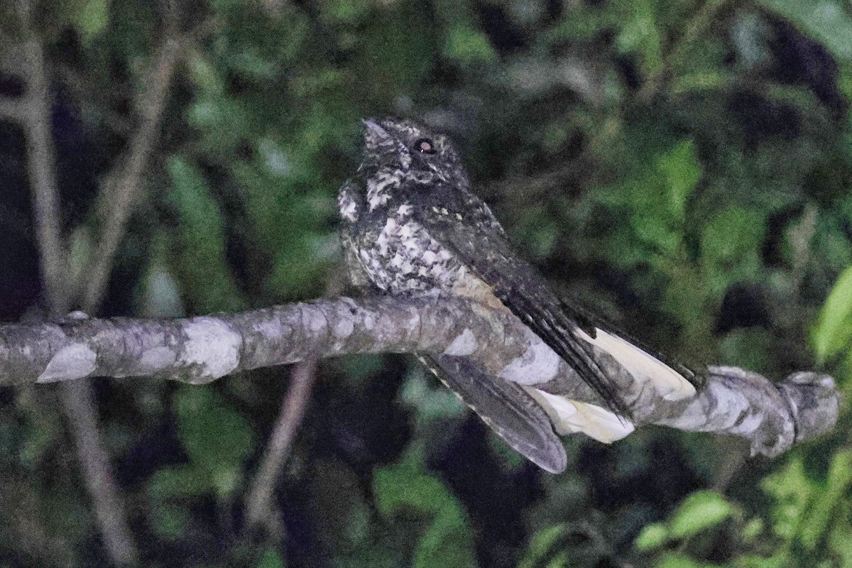 Hispaniolan Nightjar - ML630691429