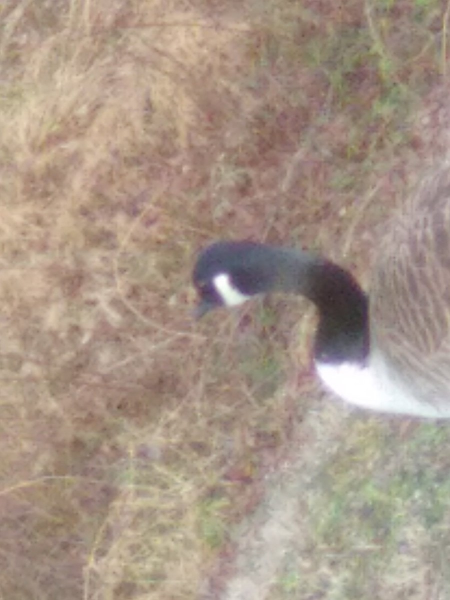 Canada Goose - ML630691463