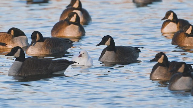 Ross's Goose - ML630691819