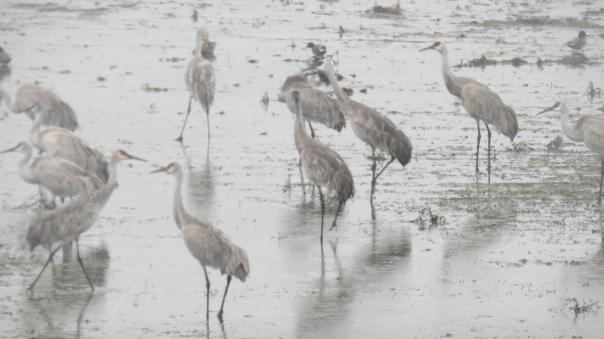 Sandhill Crane - ML630692020