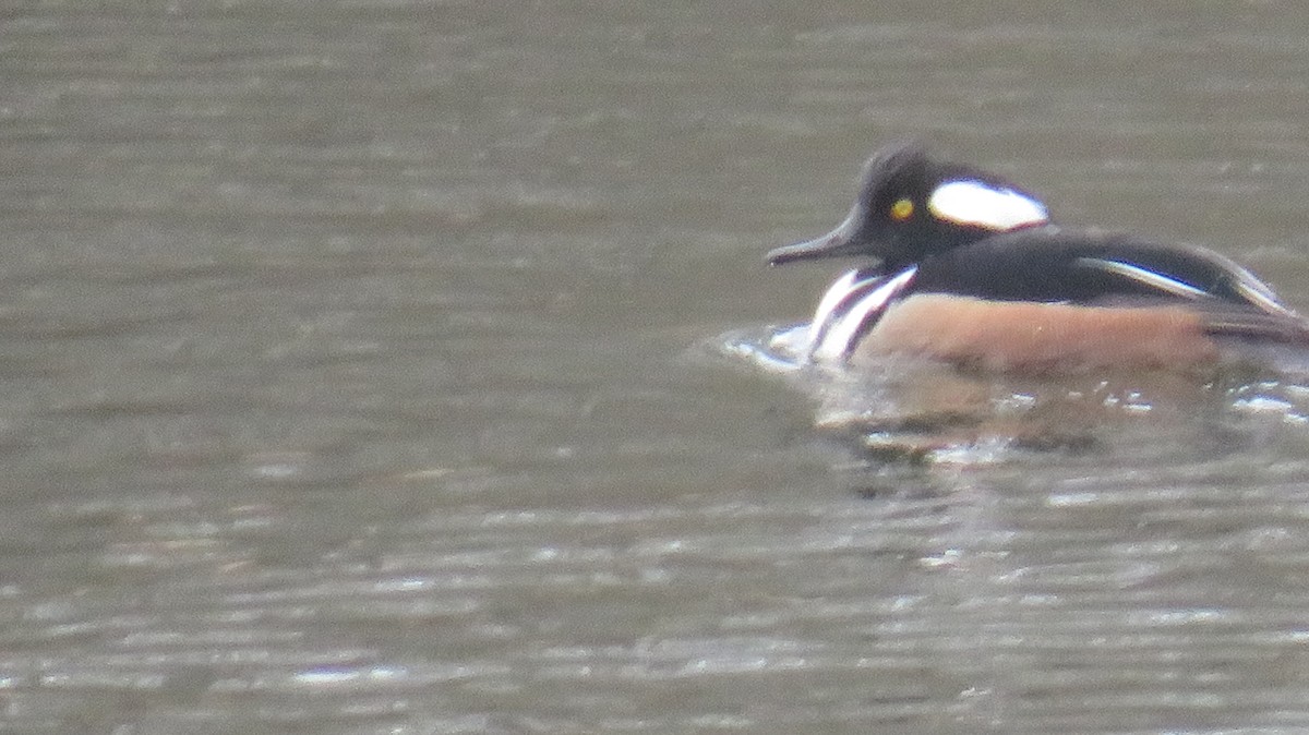 Smergo dal cappuccio - ML630692094