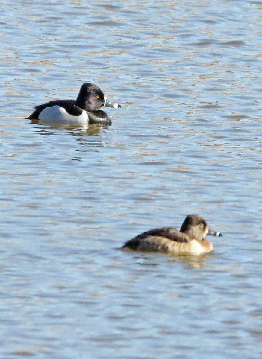 Ring-necked Duck - ML630692109