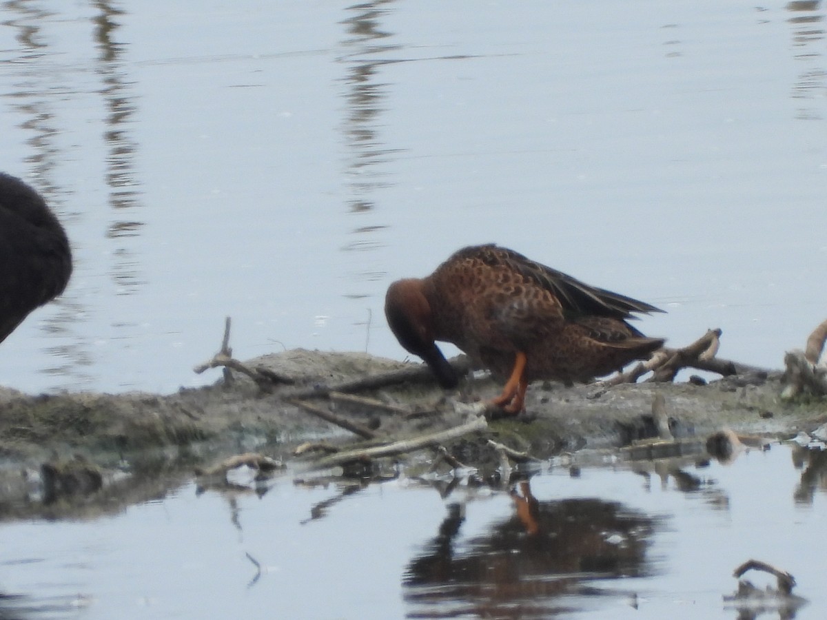 Cinnamon Teal - ML630692110